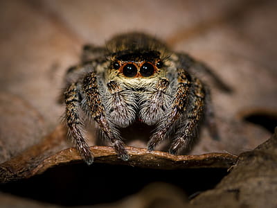 Macro Photo of Phidippus Audax thumbnail