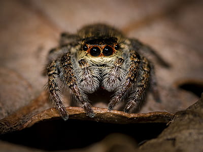 macro photography of jumping spider perched on brown leaf thumbnail