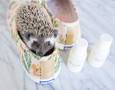 Brown Hedgehog in Brown-and-green Keds Low-top Sneakers With Bottles thumbnail