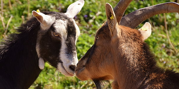 two black and brown goats thumbnail
