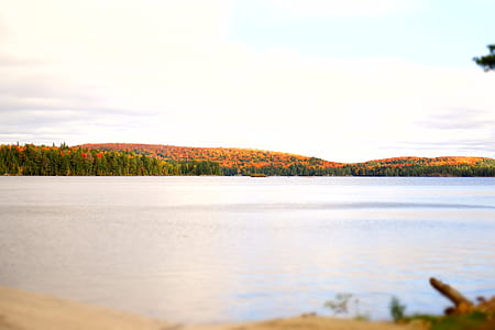 landscape, nature, water, forest thumbnail