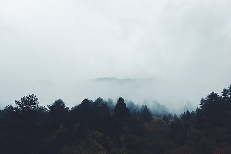 landscape photo of green trees thumbnail