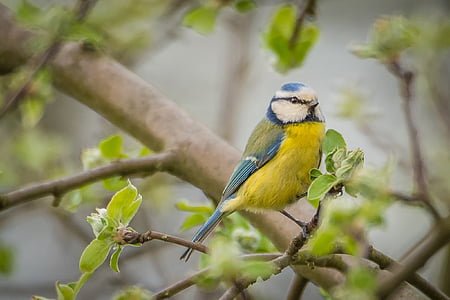 yellow and blue bird perched on tree branch thumbnail