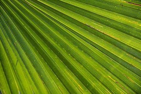 closeup photo of green leaf thumbnail
