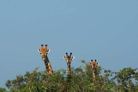 three brown giraffes eating leaves thumbnail