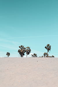 trees stand on white sand thumbnail