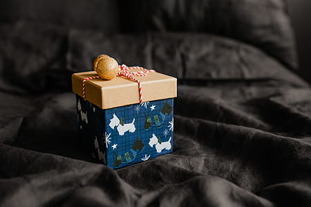 Christmas gifts for a cute little dog thumbnail