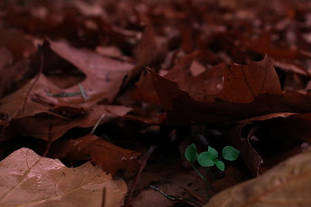 close-up photo of green leafed plant thumbnail
