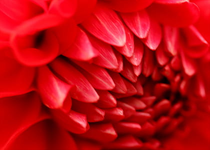 Macro Photography of Red Dahlia Flower thumbnail