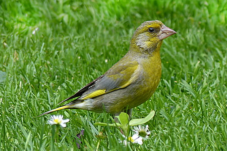 yellow and grey bird standing on grass and white daisy flowers during daytime thumbnail