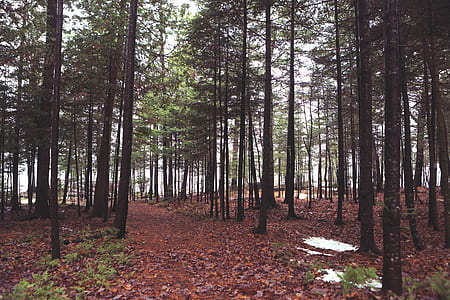 photo of woods during daytime thumbnail