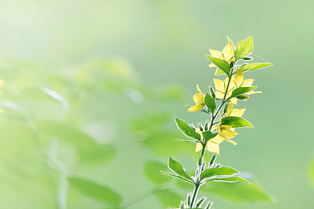 green plants thumbnail