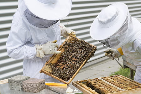 two men collecting honey thumbnail