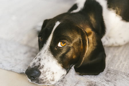 black and white dog lying on white fleece area mat close-up photo thumbnail