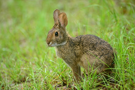 selective focus photo of brown and black rabbit thumbnail