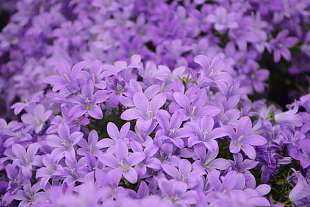 purple flower field thumbnail