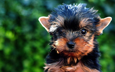 black and tan Yorkshire terrier puppy in close up photography thumbnail