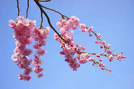 low angle photography of cherry blossom thumbnail