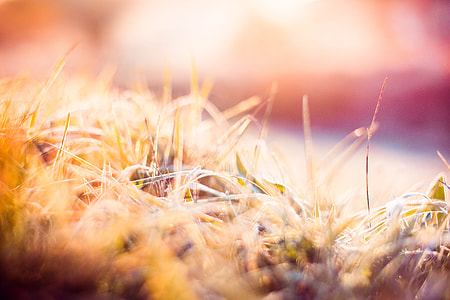 Dreamy Morning Hoarfrost on Grass thumbnail