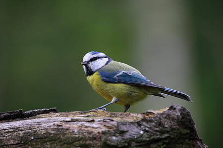Yellow and Blue Bird thumbnail