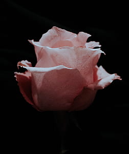 pink rose thumbnail