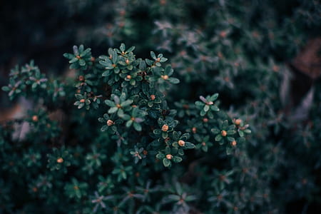 selective focus photography of orange flower buds thumbnail