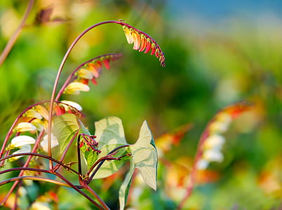 green leaf plant thumbnail