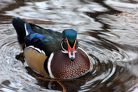 close-up photography of duck floating on body of water thumbnail