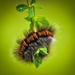 brown and black wooly bear caterpillar on leaf thumbnail