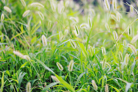 focus photography of green grass thumbnail