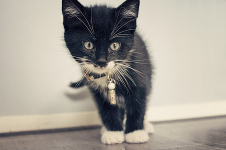 black and white kitten thumbnail