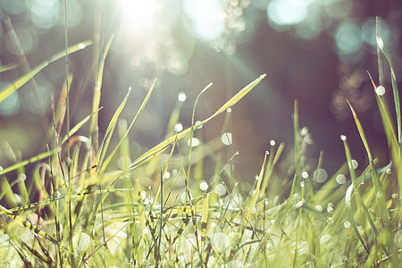Morning Grass in Forest thumbnail
