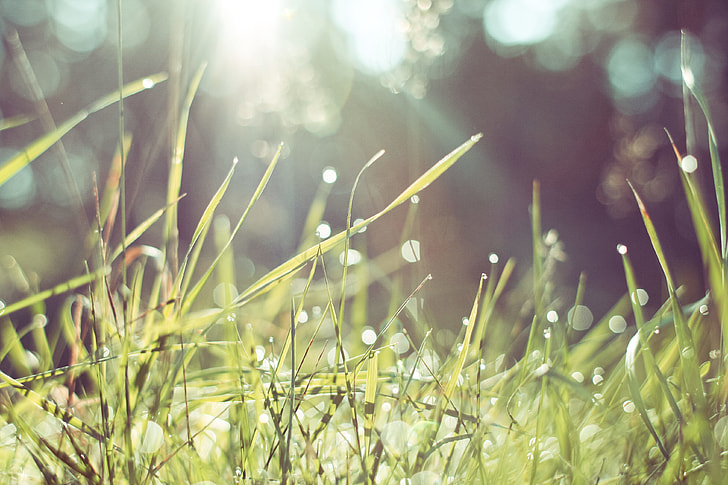 Morning Grass in Forest