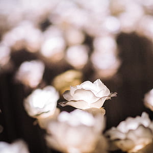white rose flower selective focus photography thumbnail