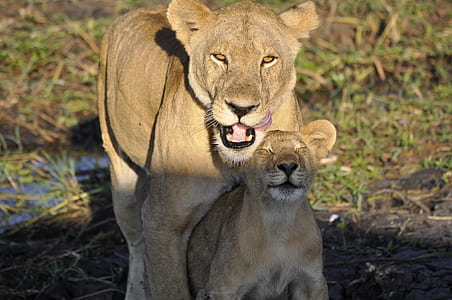 lioness and cub standing on green grass field thumbnail