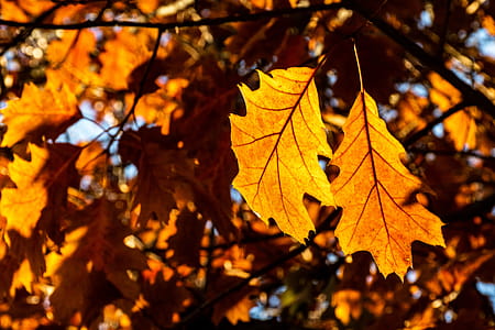 Brown Leafed Tree thumbnail
