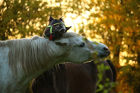 white horse thumbnail