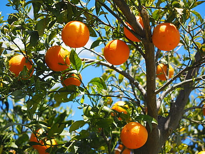 shallow focus of tree with orange fruits thumbnail