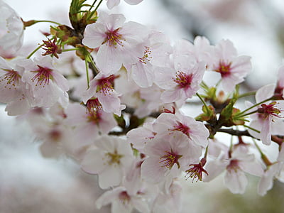 closeup photography of white and pink cherry blossoms thumbnail