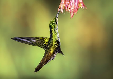 shallow focus photography of hummingbird thumbnail