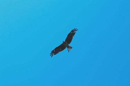 flying black bird under blue sky during daytime thumbnail