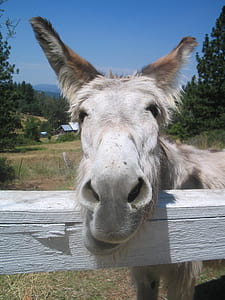 close-up photography of gray animal near green grass at daytime thumbnail