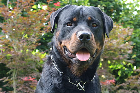 selective focus photograph of adult rottweiler thumbnail