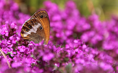 Butterfly, Public Record thumbnail
