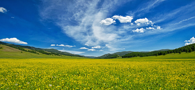 green grass field and blue sky thumbnail