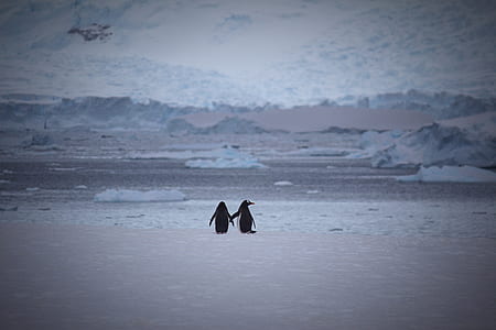 Two Penguins at Snow Area thumbnail