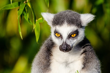 Gray and White Lemur thumbnail