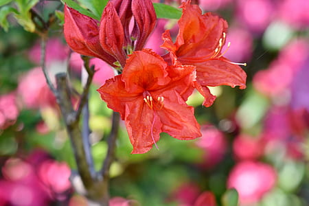 closeup photo of red petaled flower thumbnail