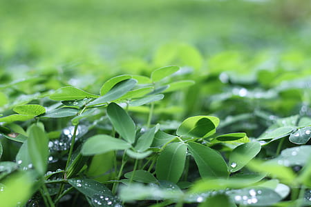 Green Shamrock thumbnail