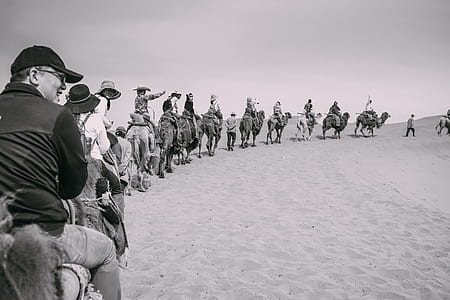 grayscale photography of people riding camels thumbnail